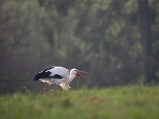 Weißstorch (Ciconia ciconia)