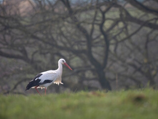 Weißstorch (Ciconia ciconia)