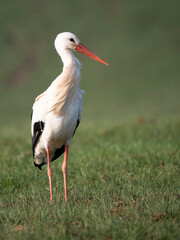 Weißstorch (Ciconia ciconia)