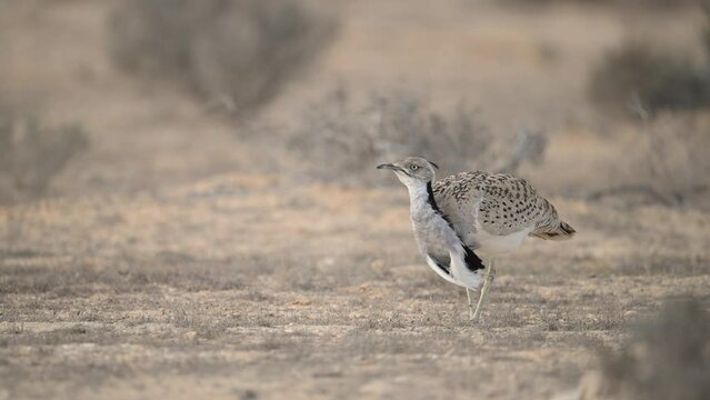 Male MacQueen's bustard (Chlamydotis macqueenii) searching for food and eating in the Negev desert