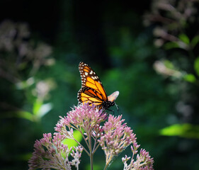 Macro shot of a beautiful orange monarch butterfly on pink flowers