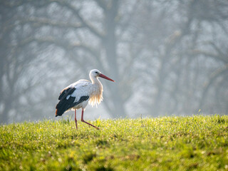Fototapeta premium Weißstorch&nbsp;(Ciconia ciconia)