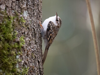 Waldbaumläufer (Certhia familiaris)