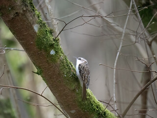 Waldbaumläufer (Certhia familiaris)