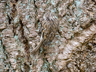 Waldbaumläufer (Certhia familiaris)