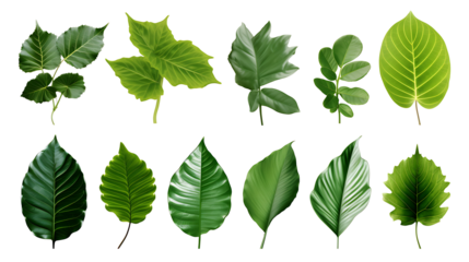 Natural of Tropical green leaves of leaf isolated on transparent png background, varies different of plant botanical Transparent PNG