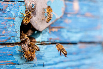 Bees spill forth from the circular entrance of the aged wooden hive,