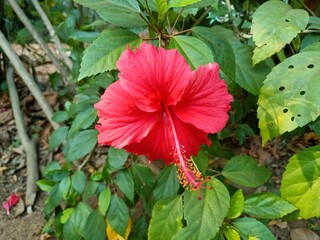 Hibiscus rosa sinensis, known colloquially as Chinese hibiscus, China rose, Hawaiian hibiscus, rose mallow and shoeblack plant, is a species of tropical hibiscus © kpsathyadev