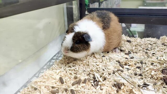 One guinea pig is in a clear and dreamy cage