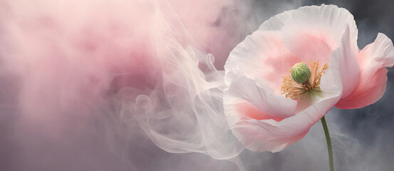 Pastel poppy, pink flower