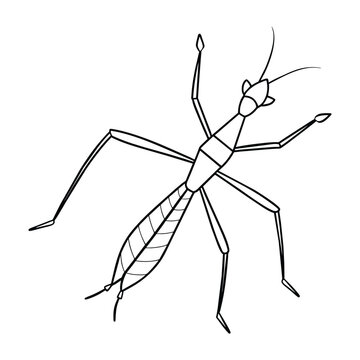 Stick Insect illustration coloring page for kids