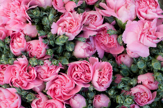 Pink Carnation Cluster