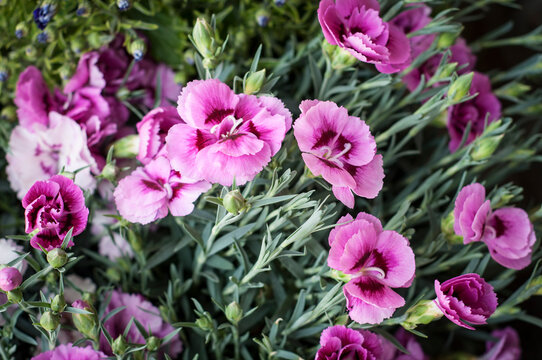 Blooming Elegance