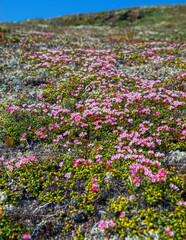 Petite Flowers of the Tundra