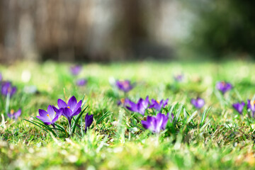 Meadow of of purple crocus flowers in spring forest. Nature photography - 755592909
