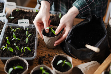Farmer transplants hot pepper seedlings into peat cups. Preparing plants for growing in open ground. Home gardening concept - 755593704