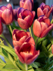 Tulipany , bukiet,czerwone