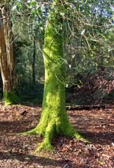 Cornish Woodland, Moss covered Tree.