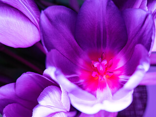 Tulipan , fioletowy, kolor, zblizenie, makro