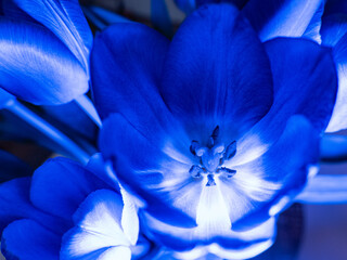 Kwiat,Tulipan,niebieski,zbliżenie, makro