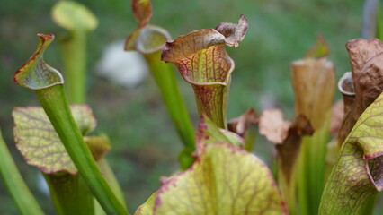 Sarracenia planta carnívora