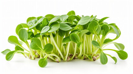 Organic green young sunflower sprouts isolated 