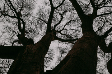 Bare Branches Reaching Skyward at Dusk