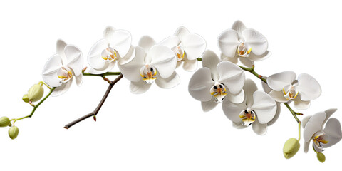 Branch white orchides on the transparent background. Png
