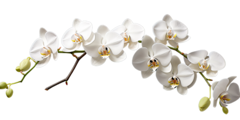 Branch white orchides on the transparent background. Png