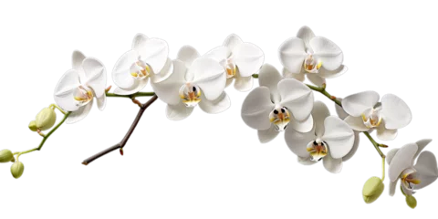 Foto op Canvas Branch white orchides on the transparent background. Png © World of PNG