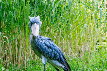 Fototapeta premium Shoebill or whalehead stands alone The adult is mainly grey while the juveniles are browner. a very large stork-like bird It lives in tropical east Africa in large swamps from Sudan to Zambia