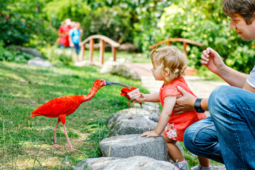 Cute adorable toddler girl and dad feeding red ibis bird in a zoo or zoological garden. Happy heathy child and man having fun with giving animals food in park. Active leisure for family in summer