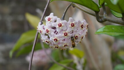 Primavera Polinización abeja Flor de cera o Nácar, clepia