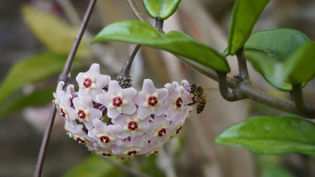  Polinizaci&oacute;n abeja Flor de cera o N&aacute;car, clepia