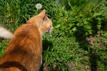 Naklejka na ściany i meble domestic red cat walks in the garden in the sun