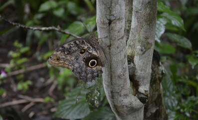 camuflaje de mariposa en el árbol