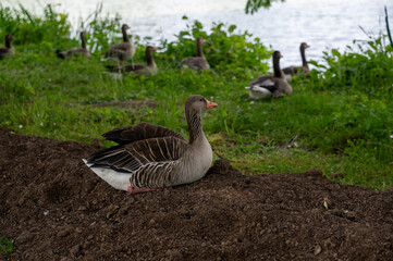 Gray field geese  at a lake