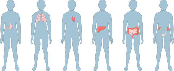 Internal organs in human body. Set icons