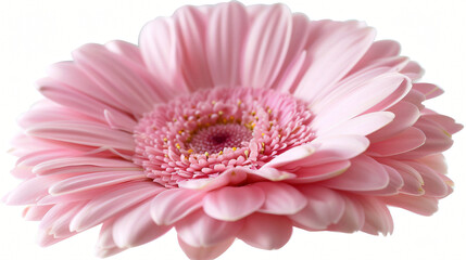 Pink gerber daisy isolated. - obrazy, fototapety, plakaty