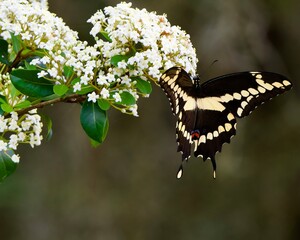 Giant Swallowtail butterfly on a white flower