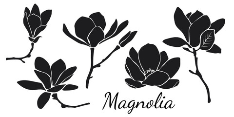 Magnolia Silhouette Isolated on white background. Blooming Spring Flowers Illustration. © Nadiia