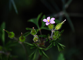 Fototapeta premium Close up of flowers