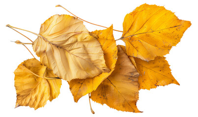 A group of the yellow dry leaves. - Powered by Adobe