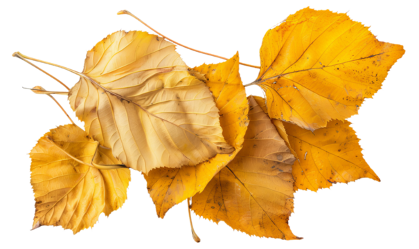 A group of the yellow dry leaves.