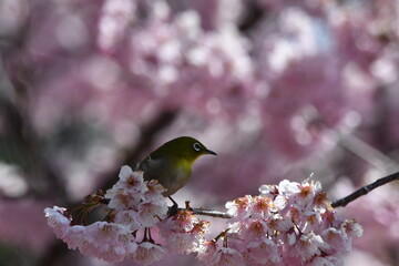 メジロと椿寒桜