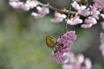 メジロと椿寒桜