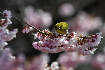 メジロと椿寒桜