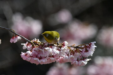 メジロと椿寒桜
