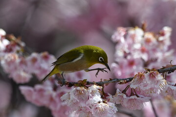 メジロと椿寒桜