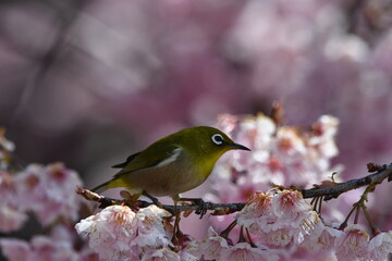 メジロと椿寒桜